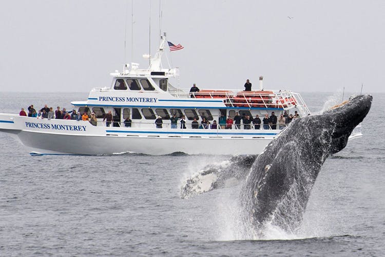 750X500_Blog_PMWW_Breach a large ship in the water