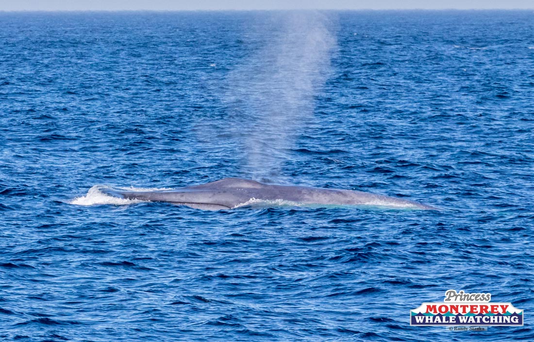 a whale jumping out of the water
