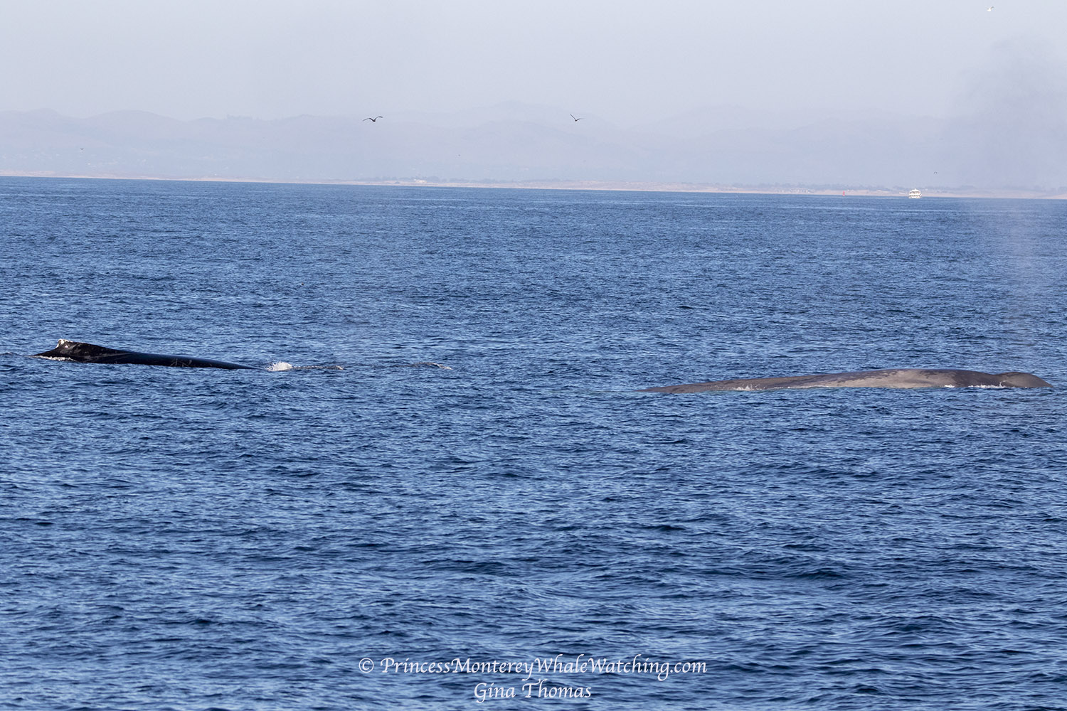 a whale jumping out of the water