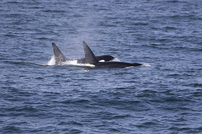 a bird flying over a body of water