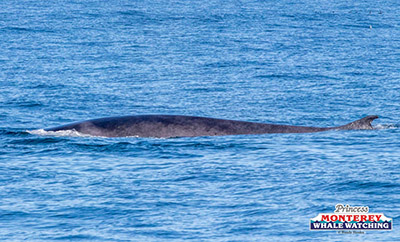 a whale jumping out of the water
