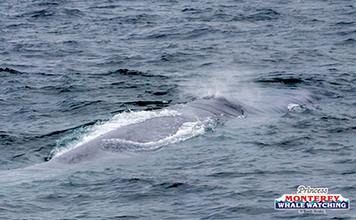 IMG_8523 animal on the water