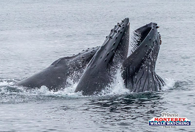 a whale jumping out of the water