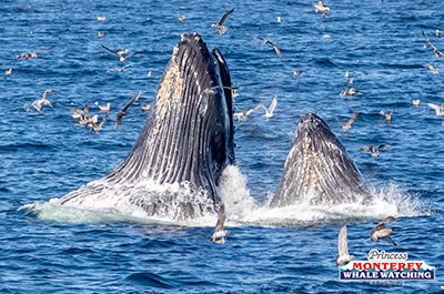 a whale jumping out of the water