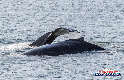 a whale jumping out of the water