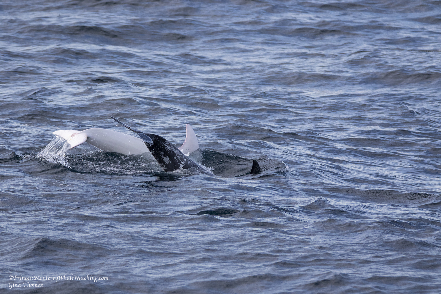 a duck swimming in a body of water