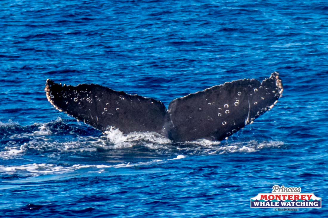 a whale jumping out of the water