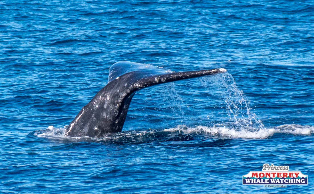 DSC00519 a whale swimming under water