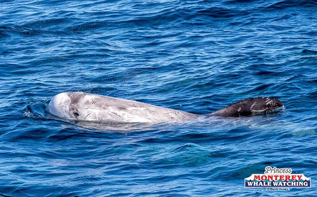 an animal swimming in the water