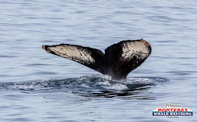 a whale jumping out of the water