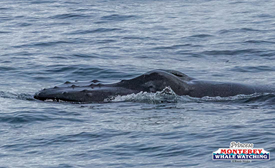 an animal swimming in the water