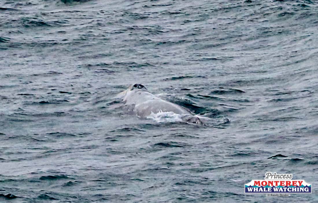 a bird flying over a body of water