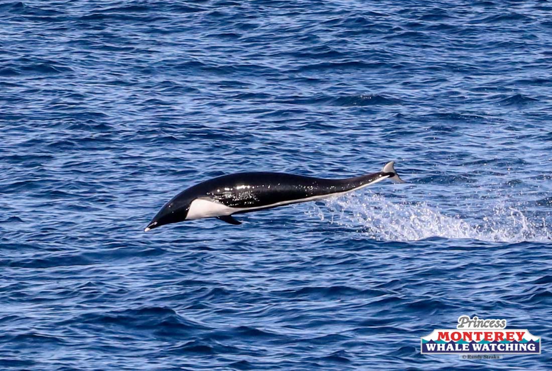 IMG_4654 a whale jumping out of the water