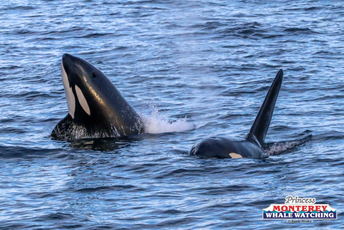a dolphin swimming in a body of water