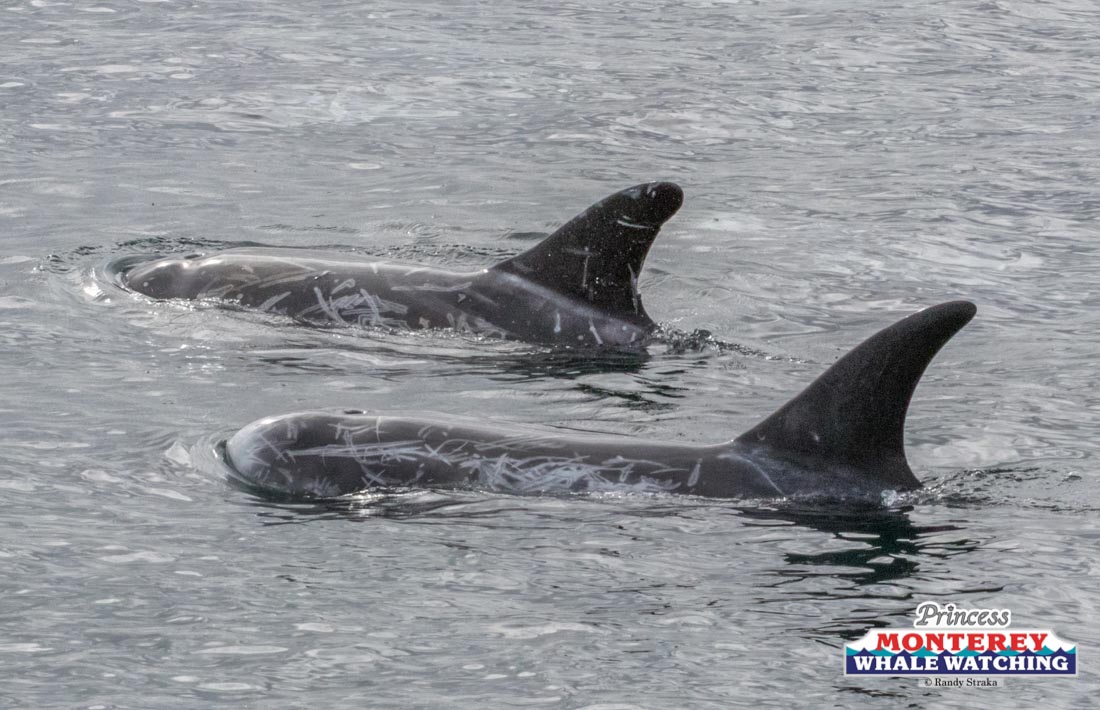 a whale swimming in a body of water
