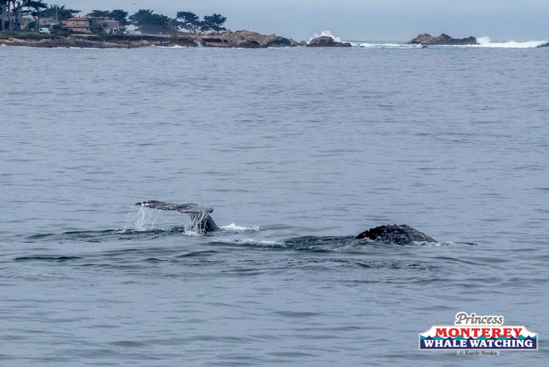 a dog swimming in a body of water