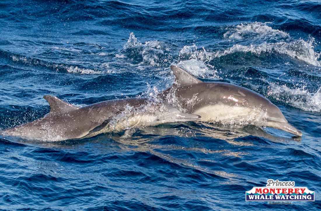 an animal swimming in the water