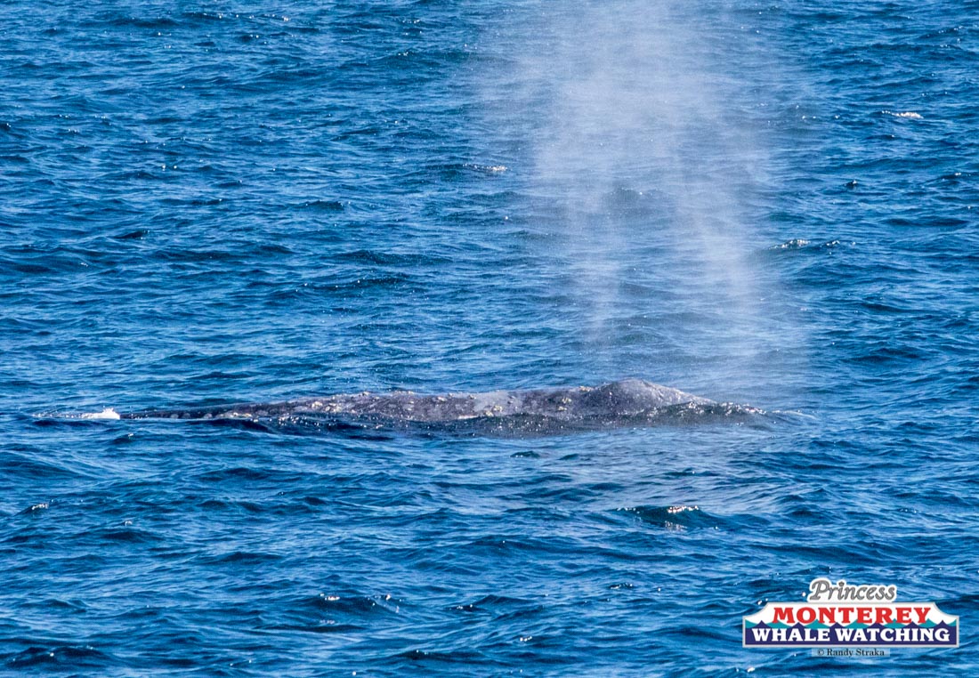 IMG_7528 a whale jumping out of the water