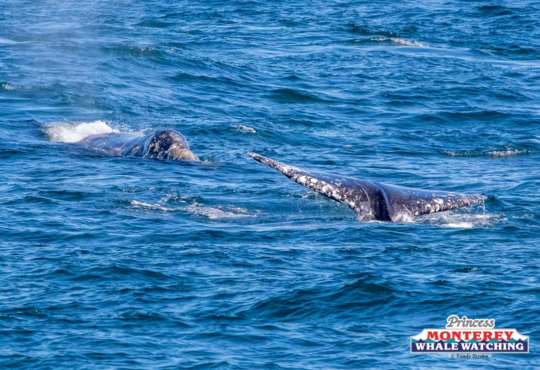 IMG_8438 a whale jumping out of the water
