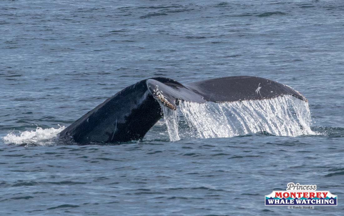 IMG_9390 a whale jumping out of the water
