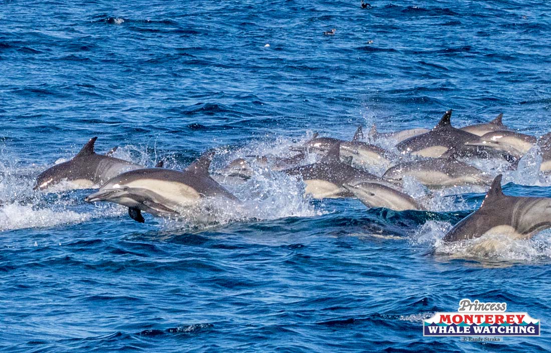 a dolphin jumping out of the water