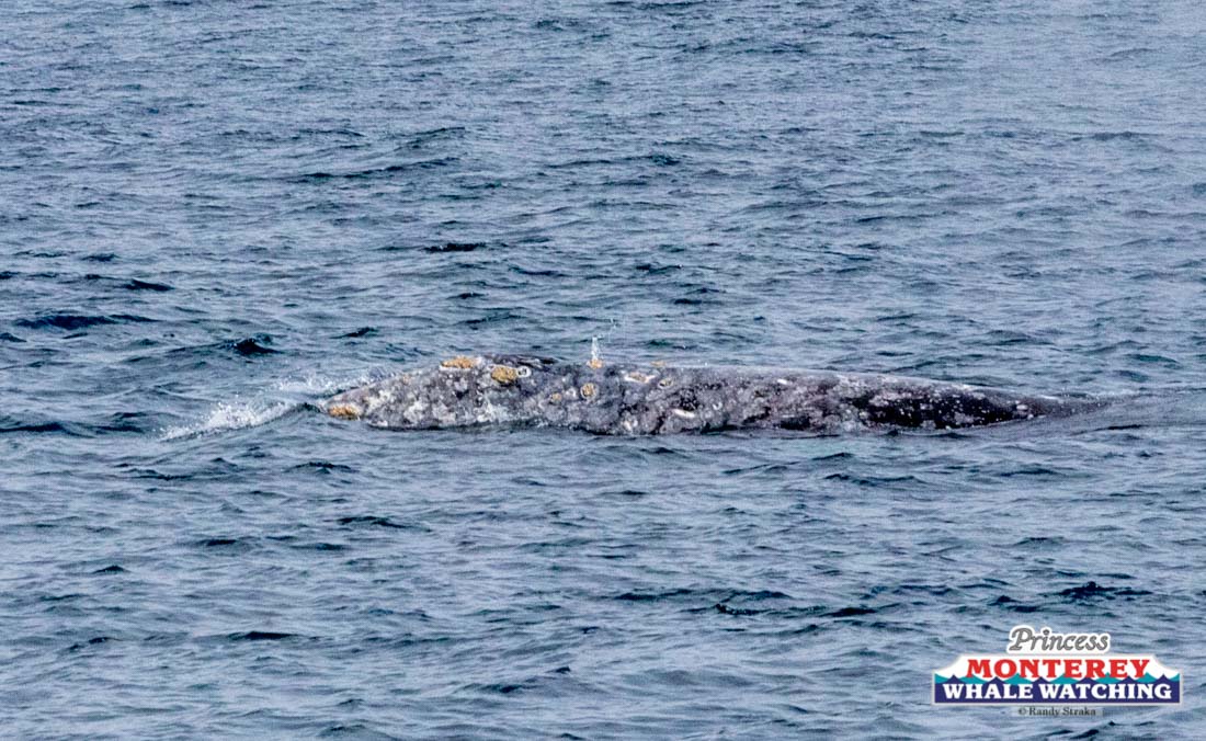a whale jumping out of the water