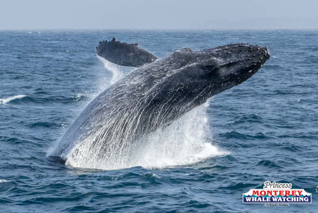 a whale jumping out of the water