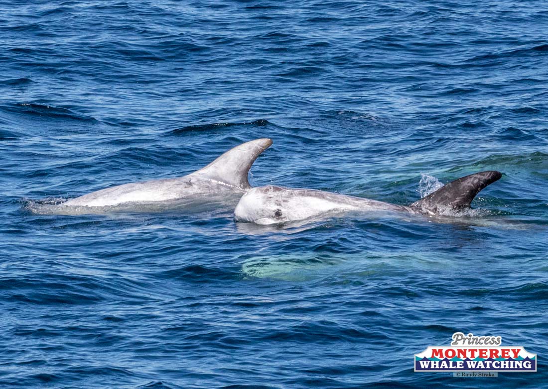 a whale swimming in a body of water