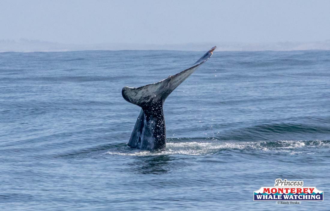 a whale jumping out of the water