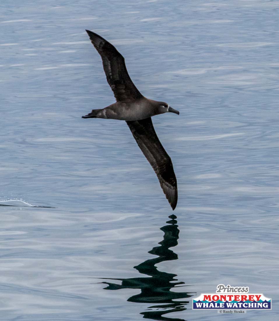 a bird flying over a body of water