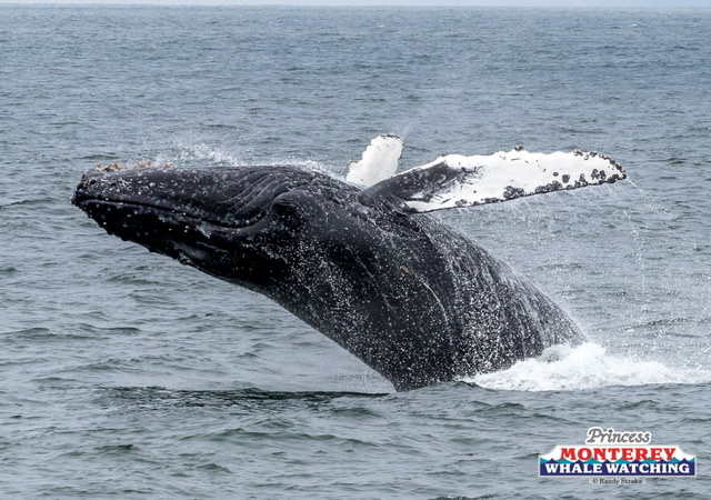 a whale jumping out of the water