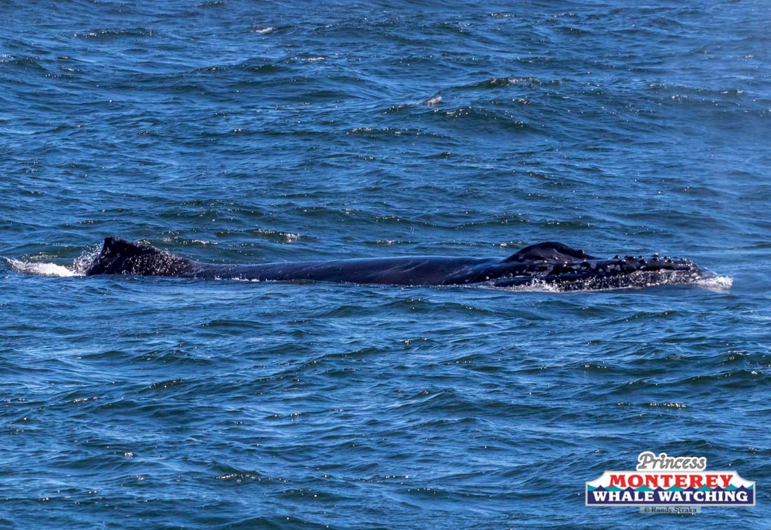 a whale jumping out of the water