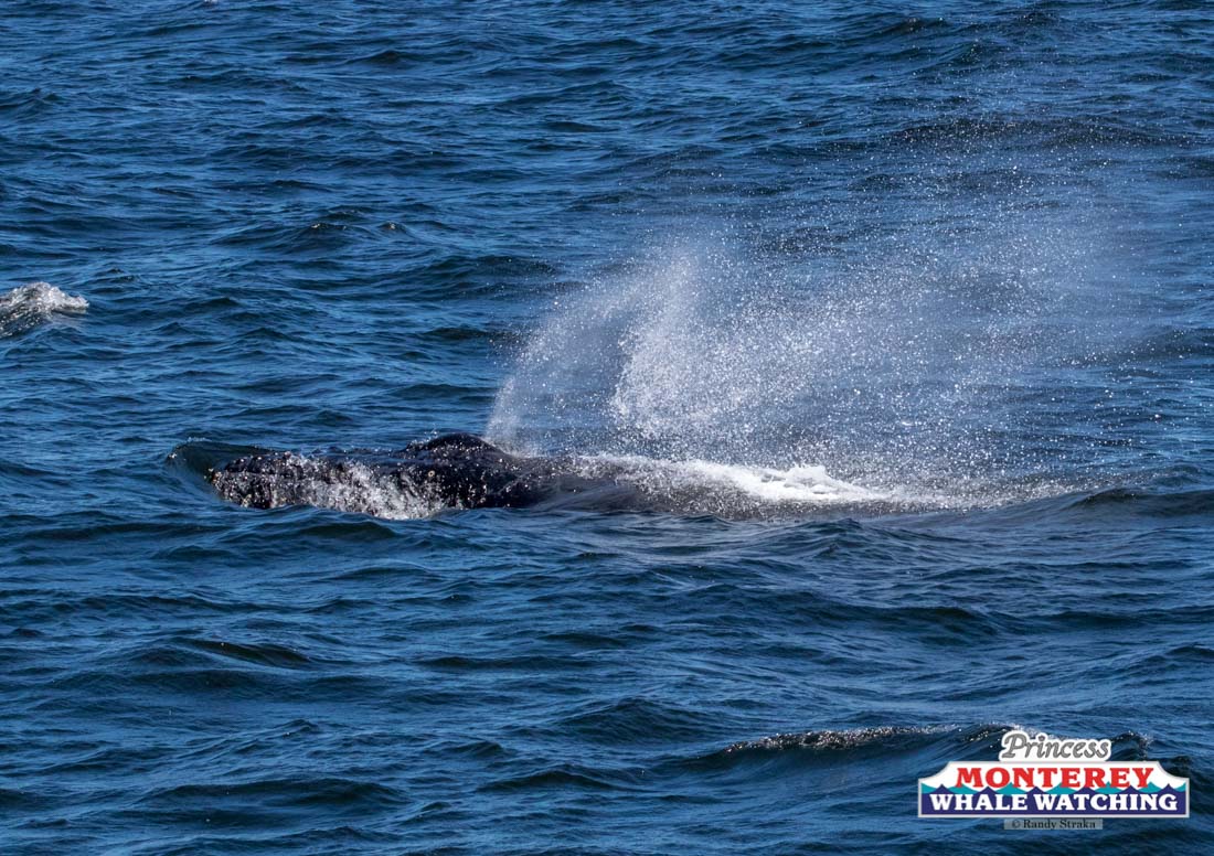 a whale jumping out of the water
