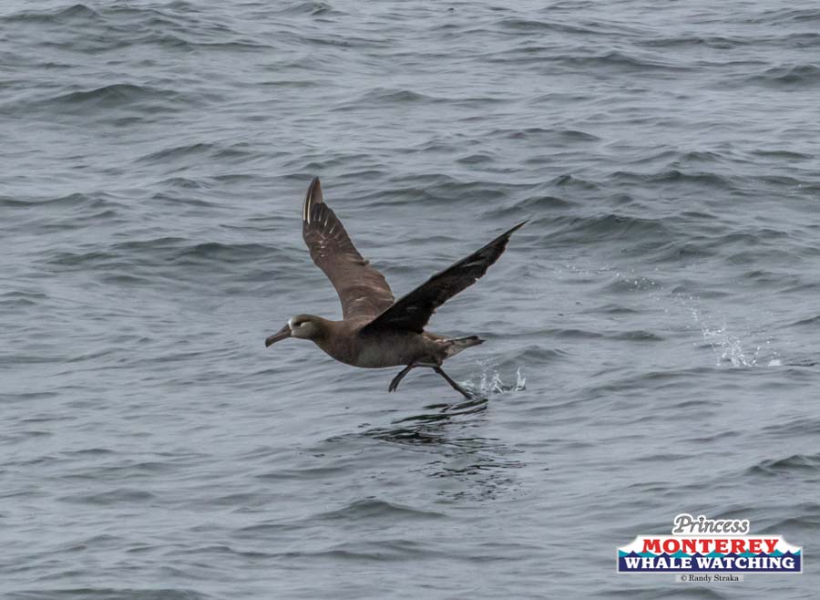 IMG_5786 a bird flying over a body of water