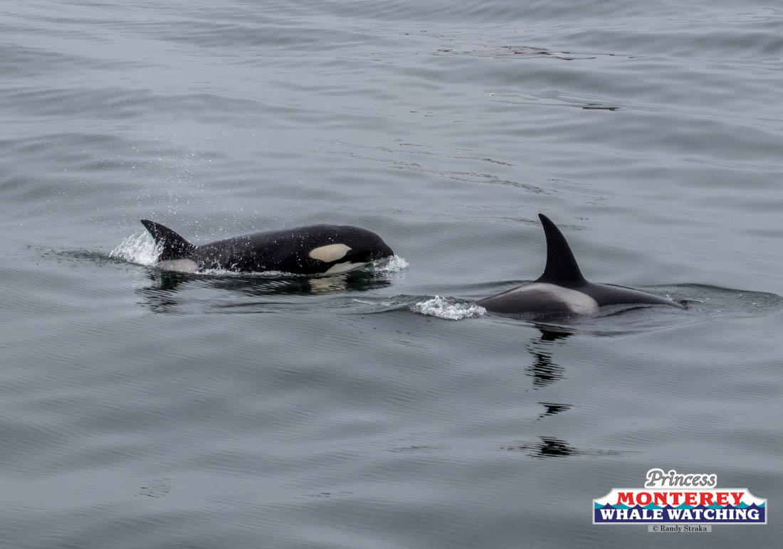 a dolphin swimming in a body of water
