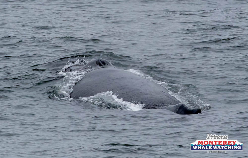 a whale swimming in a body of water