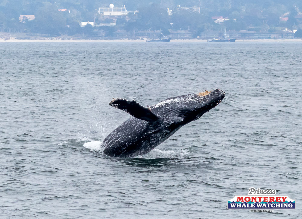 a whale jumping out of a body of water