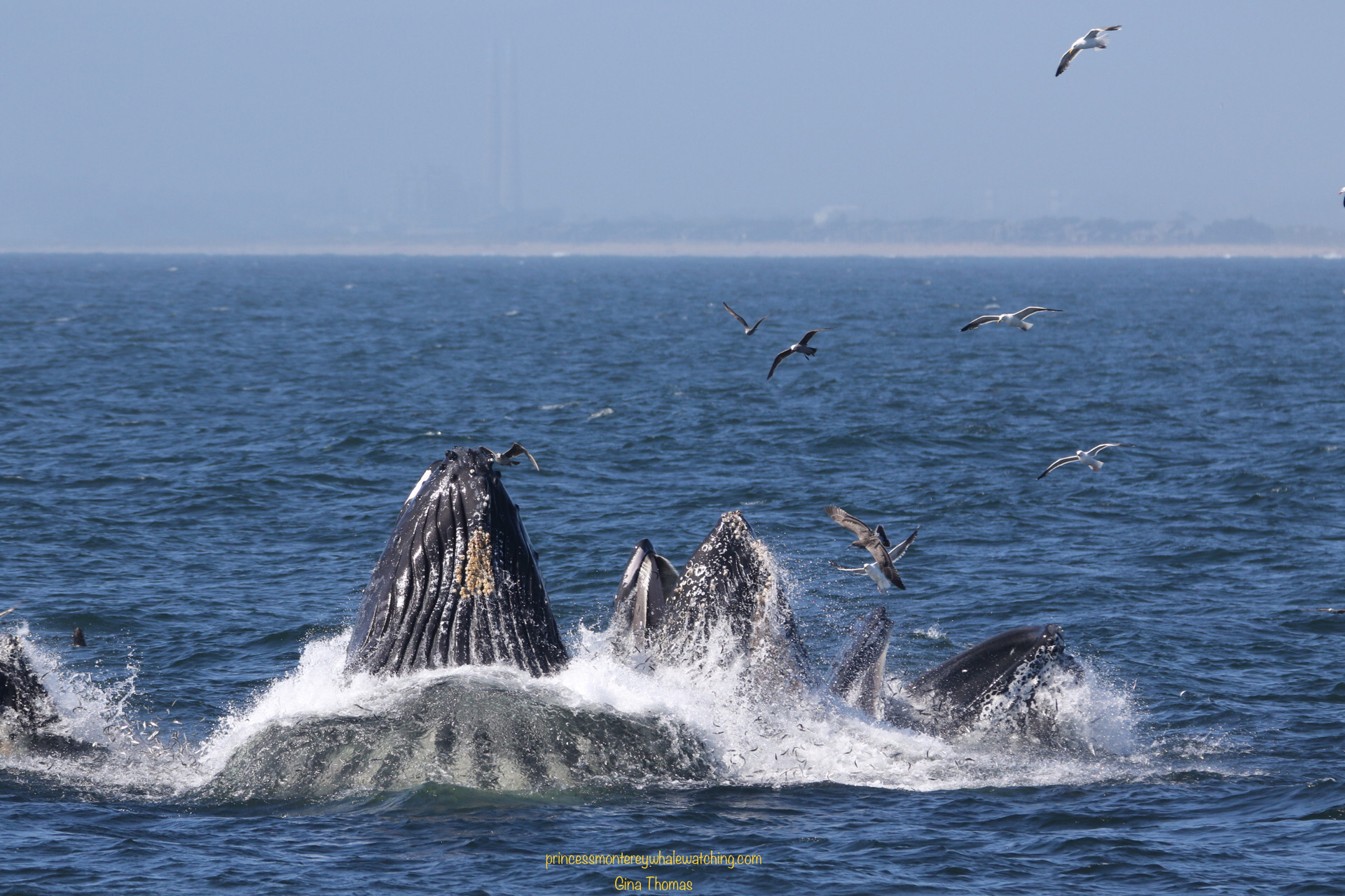 a bird flying over a body of water