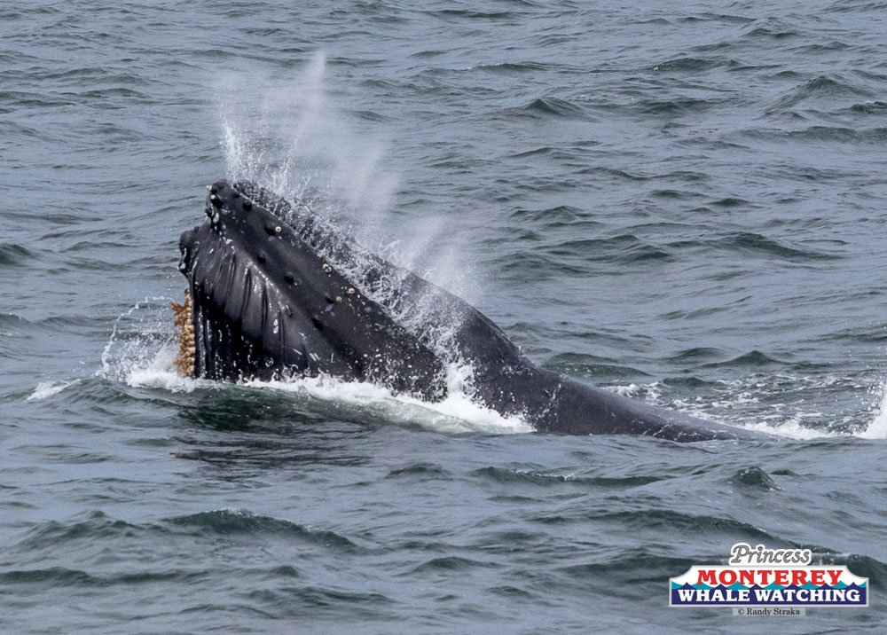 a whale jumping out of the water
