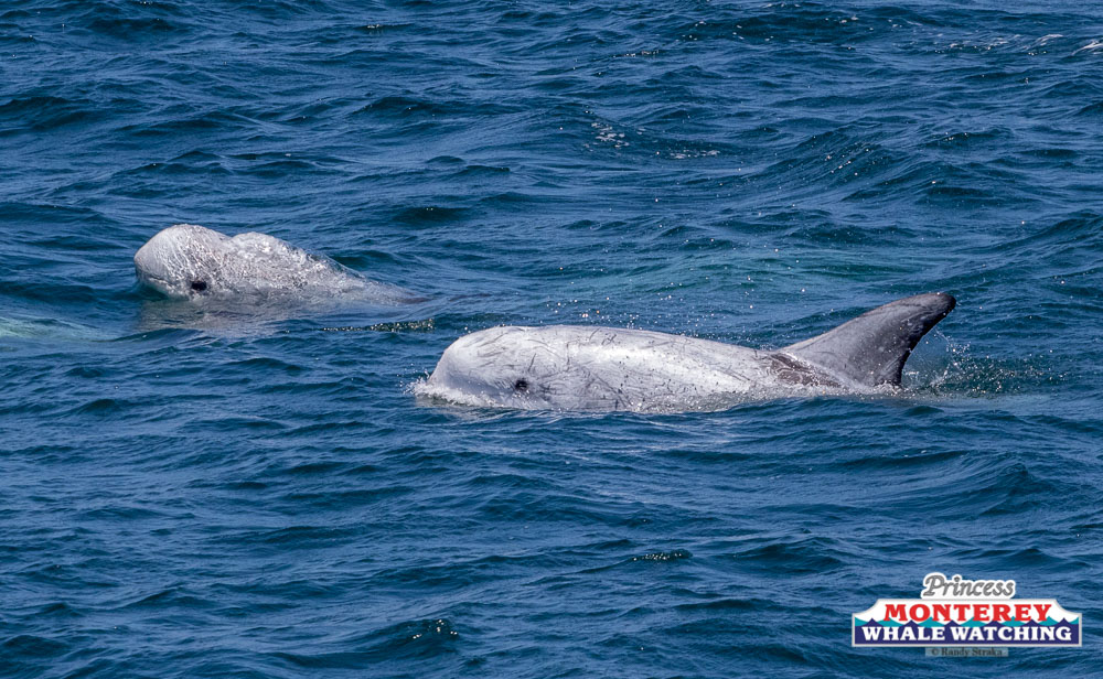 a whale jumping out of the water