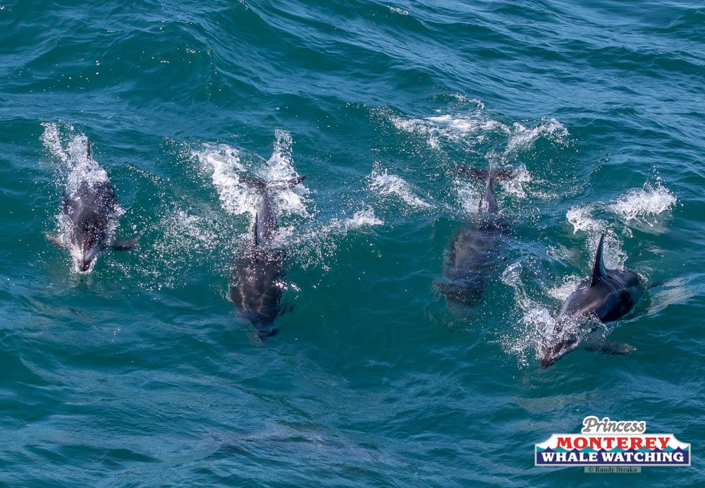 a person riding a wave on a surfboard in the ocean