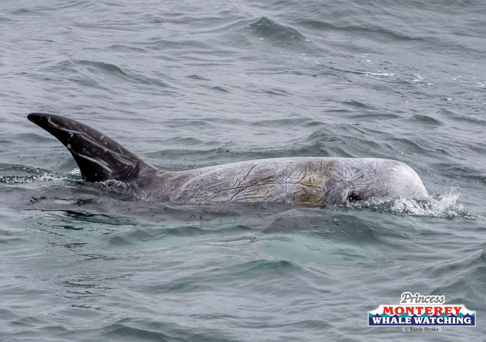 an animal swimming in the water