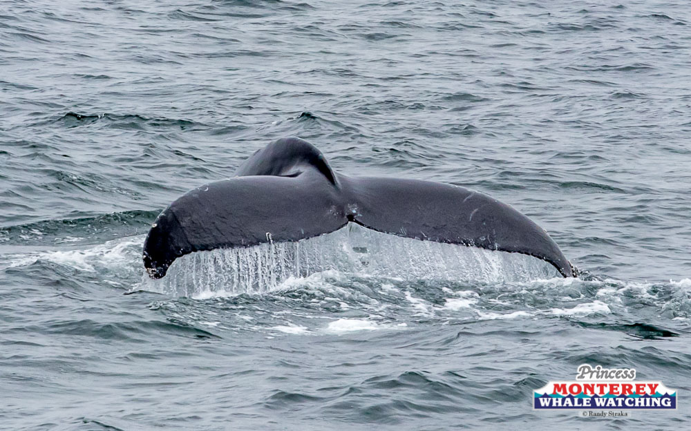a bird flying over a body of water