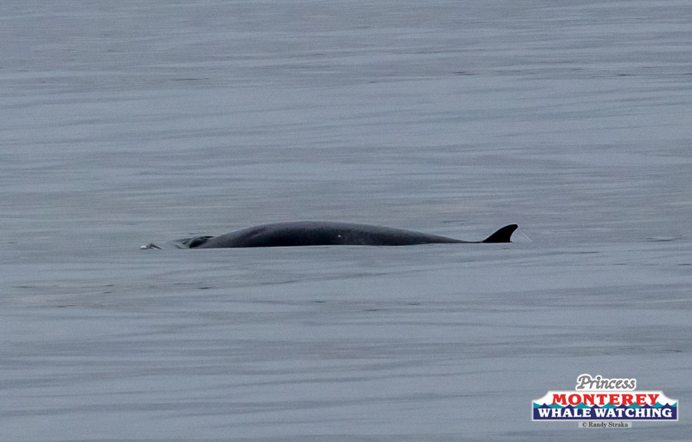 a whale jumping out of the water