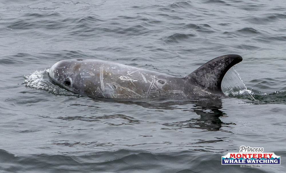 a dog swimming in a body of water