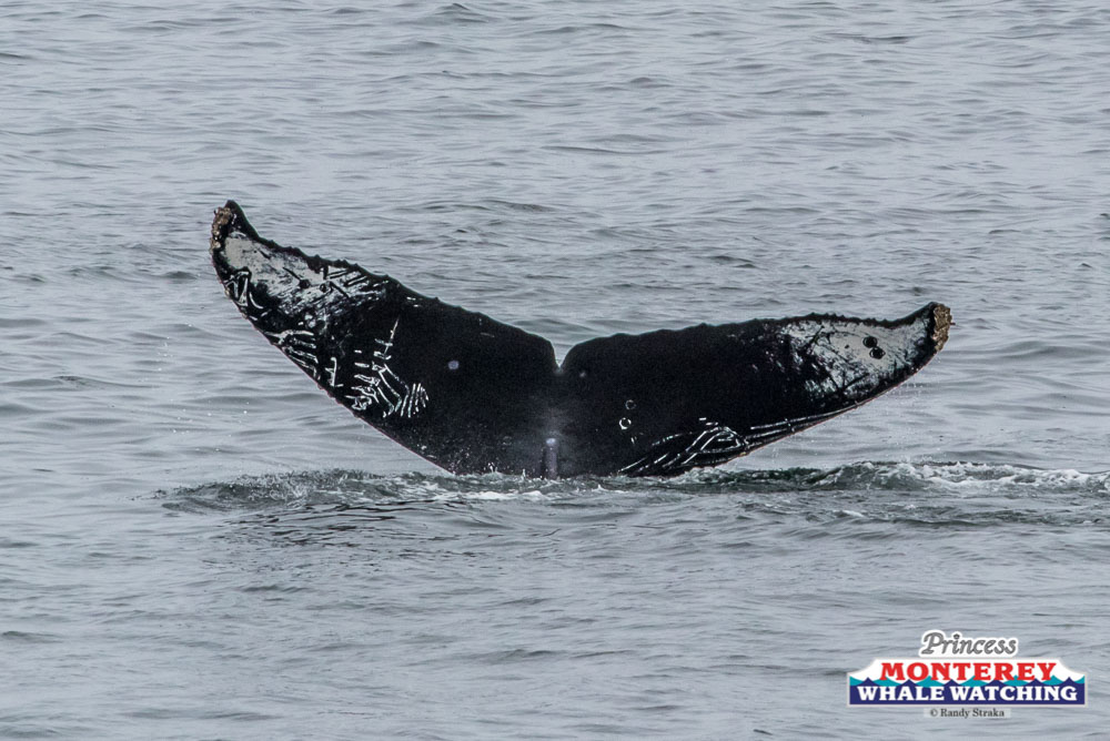 a whale jumping out of the water