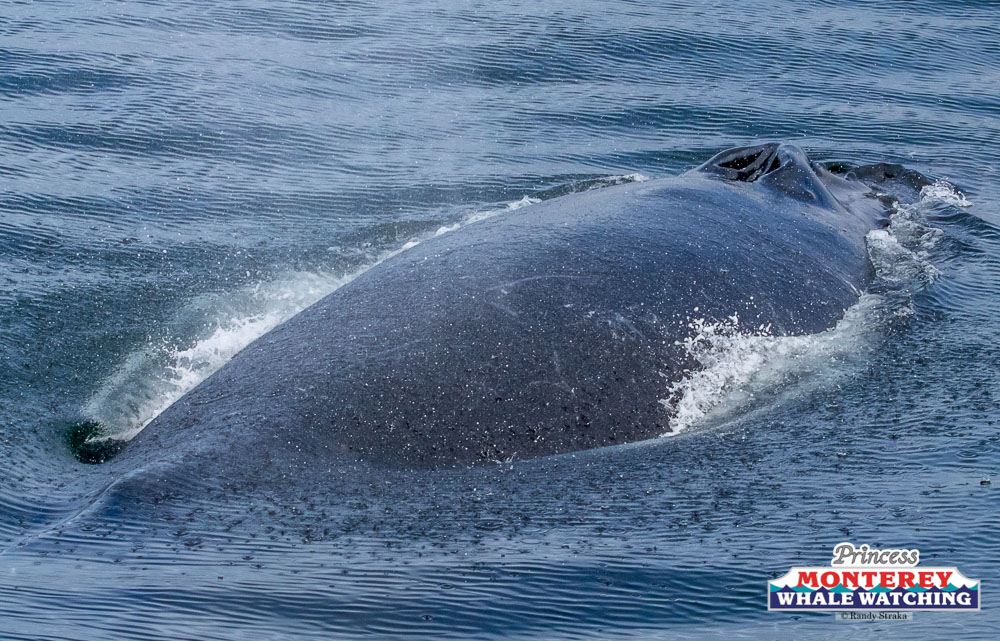 a whale jumping out of the water