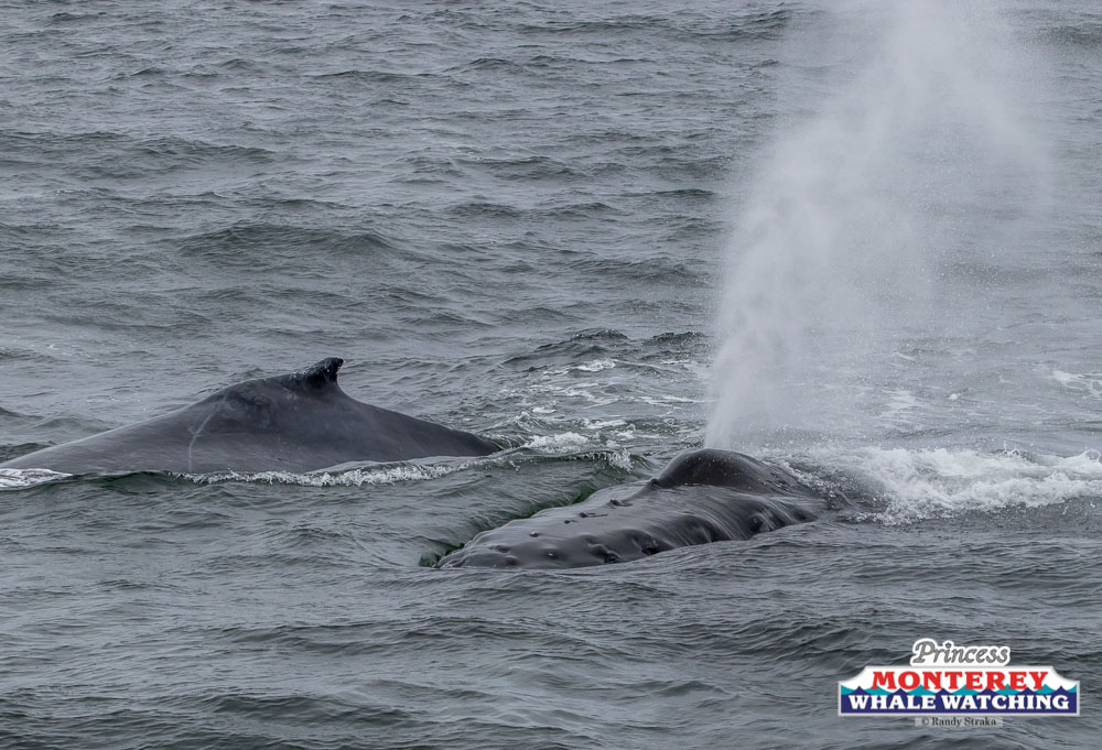 a whale jumping out of the water