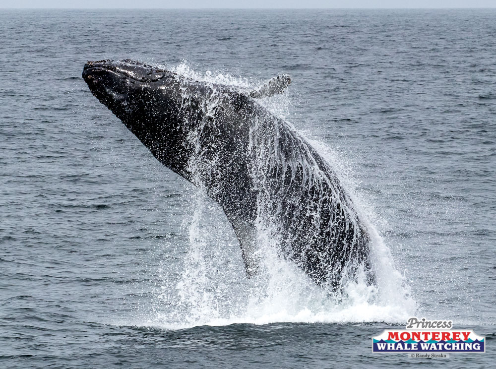 IMG_8195 a whale jumping out of the water