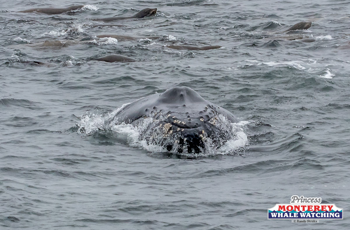 a dog swimming in a body of water
